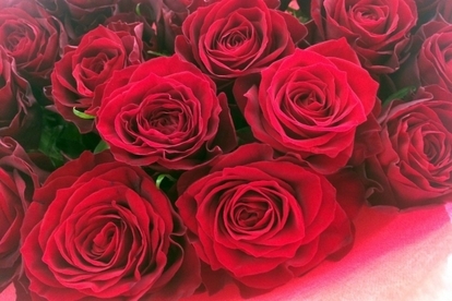 _free_rose.jpg